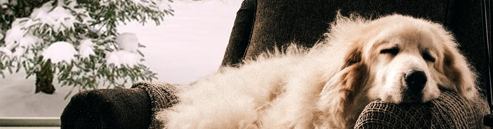 Winter 2025 - 2026 issue banner image